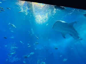 美ら海水族館