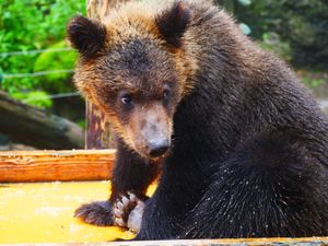 のぼりべつクマ牧場