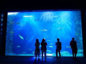 サケのふるさと 千歳水族館