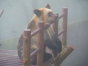 のぼりべつクマ牧場