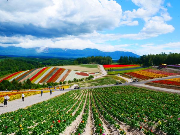 日本・北海道「北海道周遊旅行」の写真：四季彩の丘