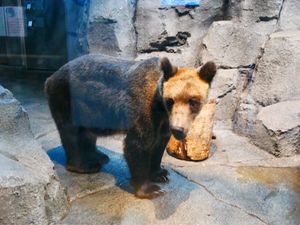 旭川市旭山動物園