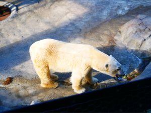 旭川市旭山動物園