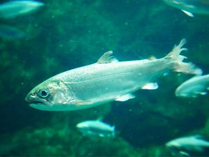 サケのふるさと 千歳水族館