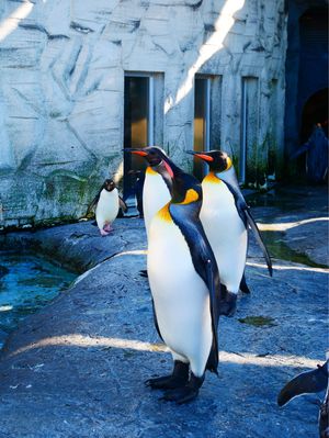 旭川市旭山動物園