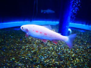 サケのふるさと 千歳水族館