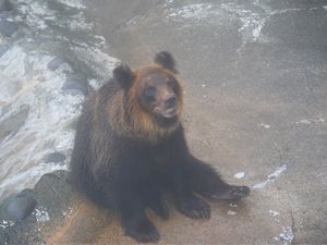 のぼりべつクマ牧場