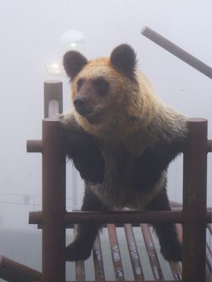 のぼりべつクマ牧場