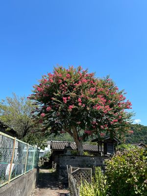 筋骨めぐり、ガイド付き