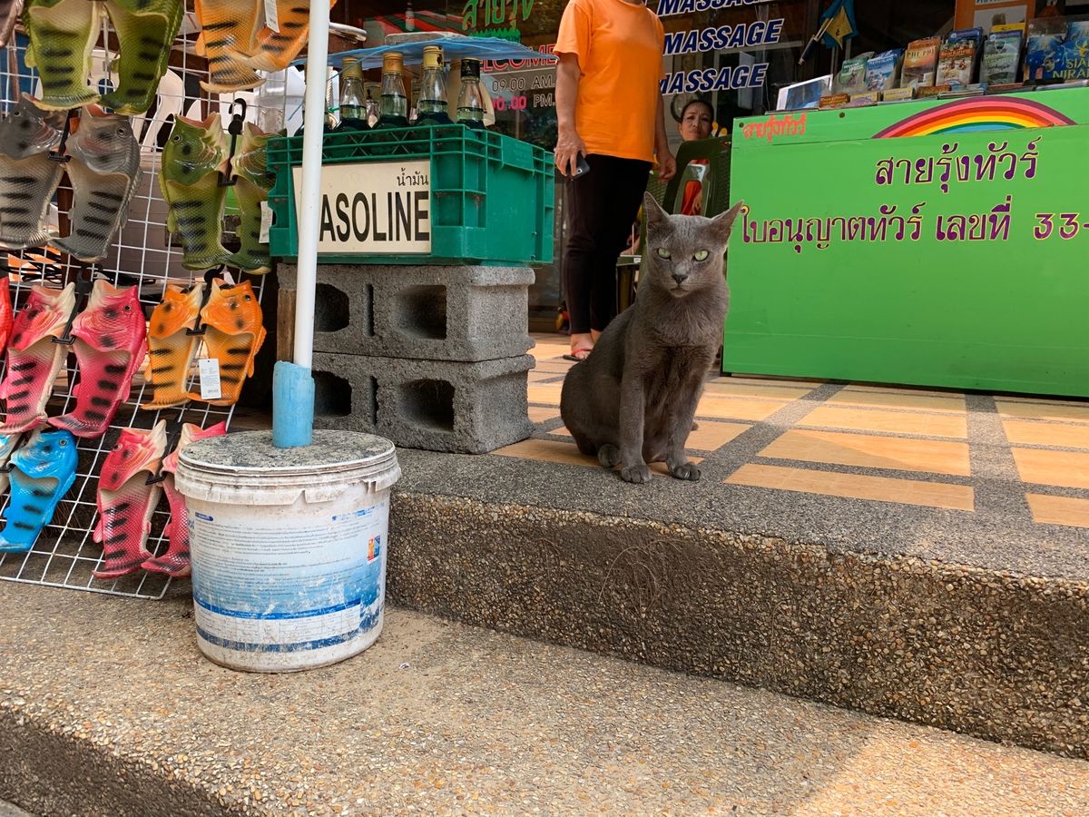 ✨🐈✨

プーケットでもにゃんこ見かけて嬉しかったなぁ〜😙