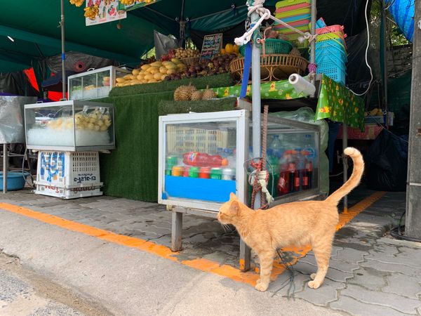 タイ・プーケット「★遅めの夏休みで癒しを求めて★」の写真：✨🐈✨

プーケットでもにゃんこ見かけて...