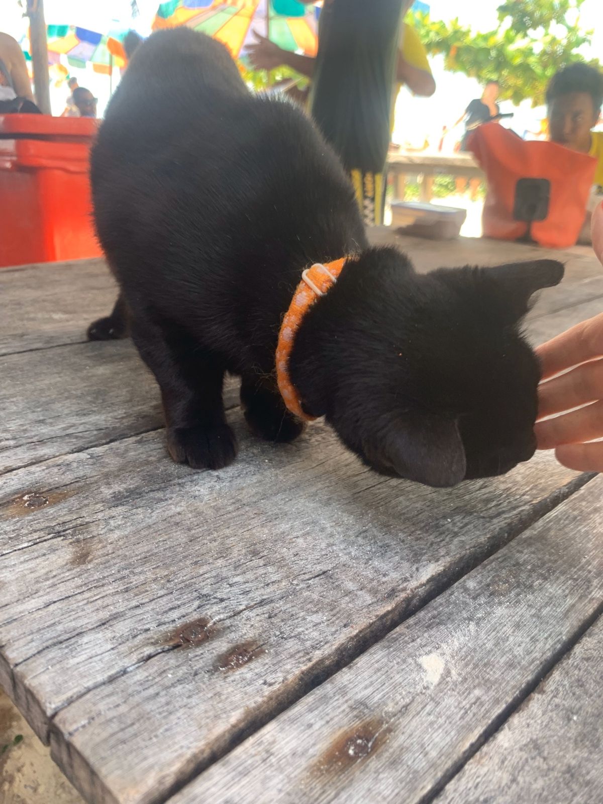 ✨🐈✨

プーケットでもにゃんこ見かけて嬉しかったなぁ〜😙