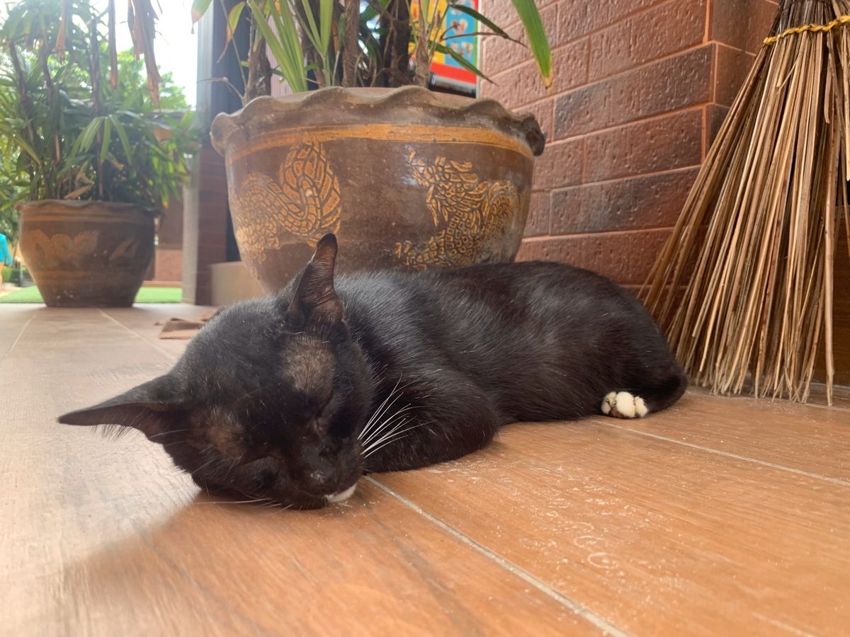 ✨🐈✨

プーケットでもにゃんこ見かけて嬉しかったなぁ〜😙