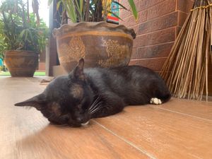 ✨🐈✨

プーケットでもにゃんこ見かけて嬉しかったなぁ〜😙