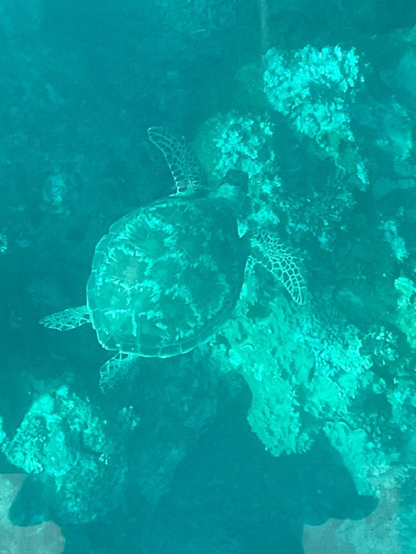 日本・石垣島「石垣島」の写真