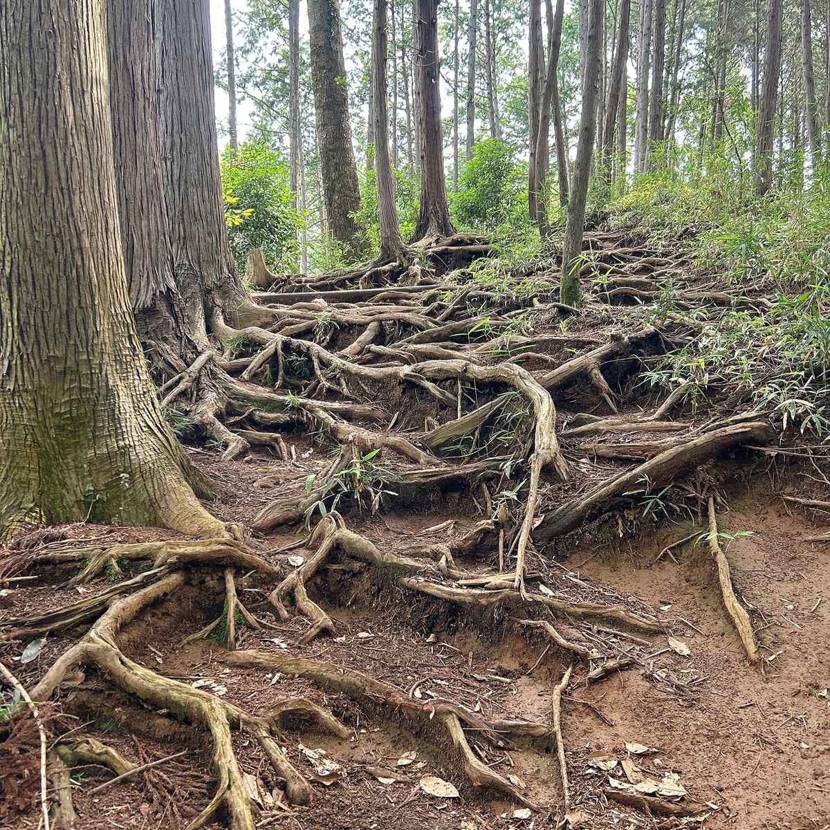 1/4:全行程　12.8km
2/4:相模ダム
3/4弁天橋
4/4根っこの階段