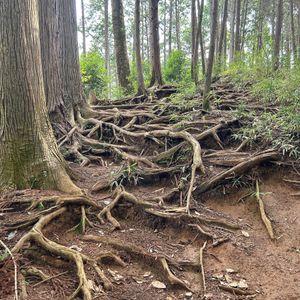 1/4:全行程　12.8km
2/4:相模ダム
3/4弁天橋
4/4根っこの階段