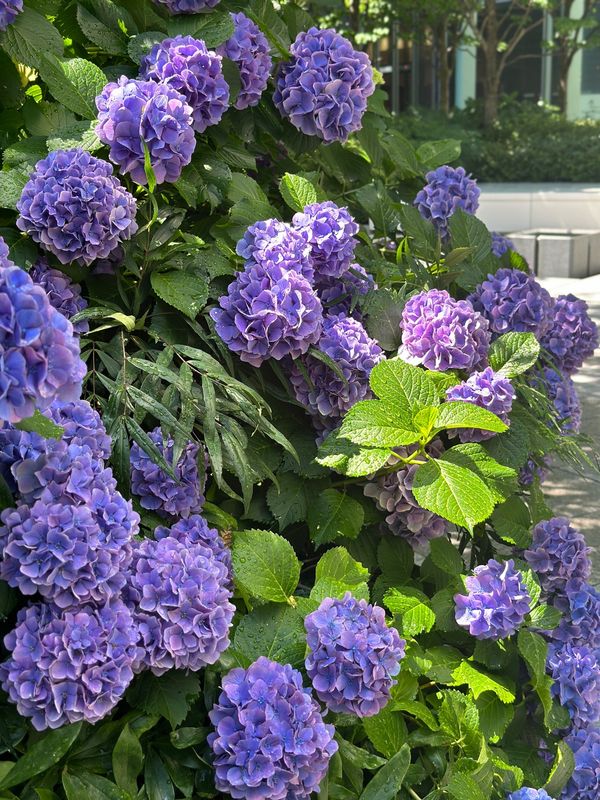 日本・名古屋「大阪・名古屋　2024.06」の写真