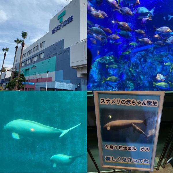 日本・三重県「三重県一人旅」の写真：鳥羽水族館①