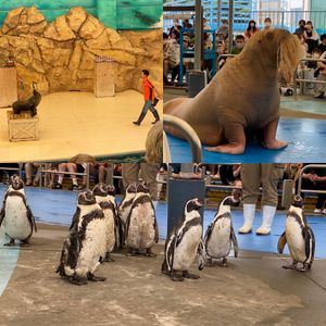 鳥羽水族館②