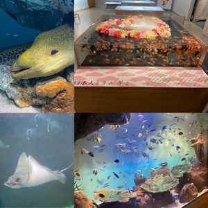 観光編
・厳島神社
・宮島水族館
・マツダスタジアム