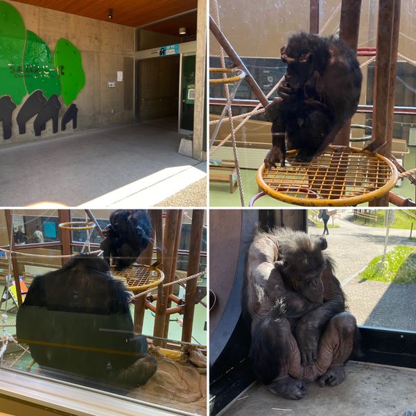 日本・北海道「北海道一人旅」の写真：旭山動物園②