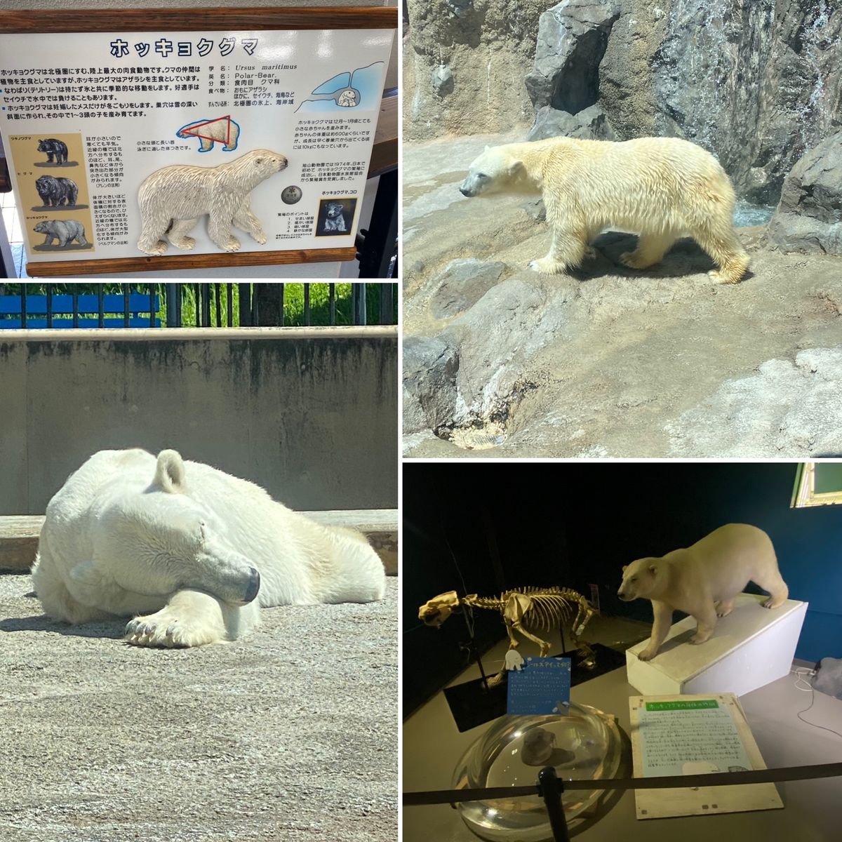 2日目　旭川
旭山動物園①