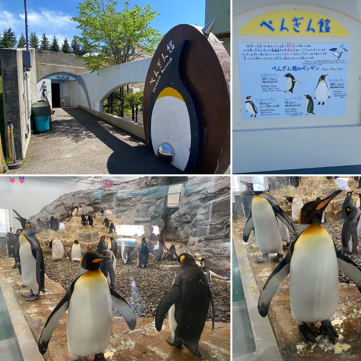 2日目　旭川
旭山動物園①