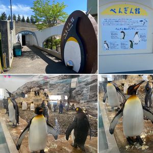 2日目　旭川
旭山動物園①