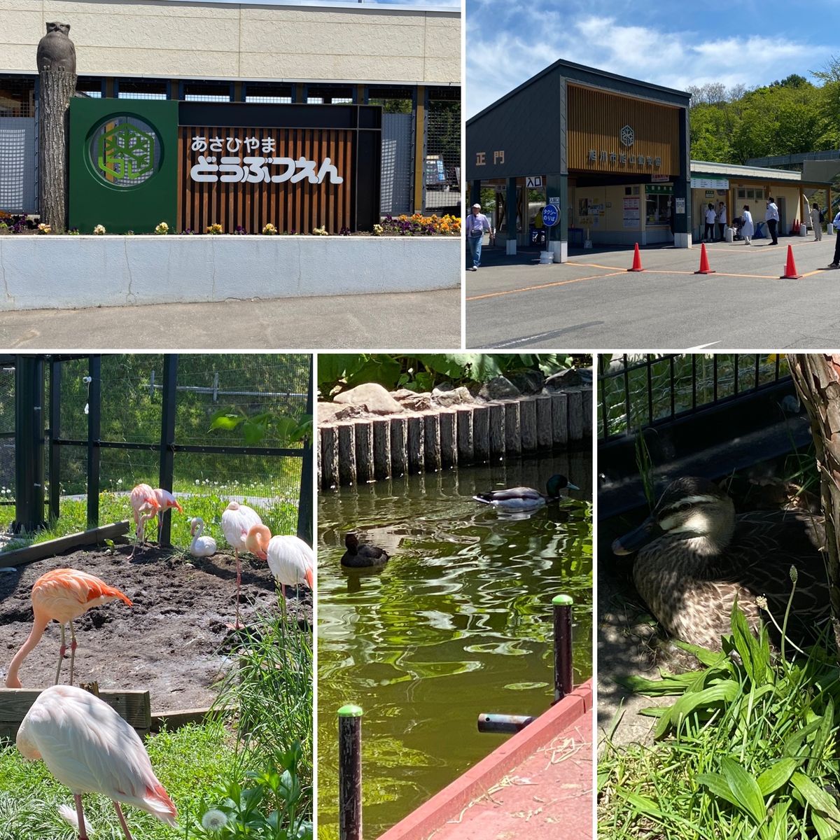 2日目　旭川
旭山動物園①