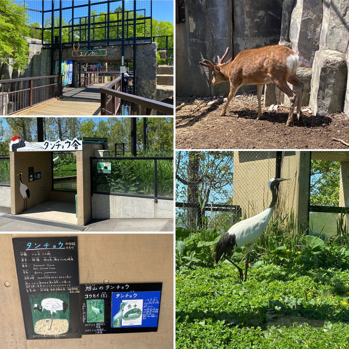2日目　旭川
旭山動物園①