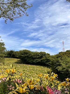 沢山のゆり、あじさい
圧巻でした。