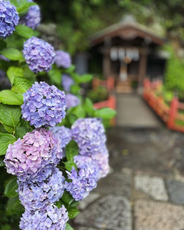 日本・埼玉県「埼玉旅行」の写真