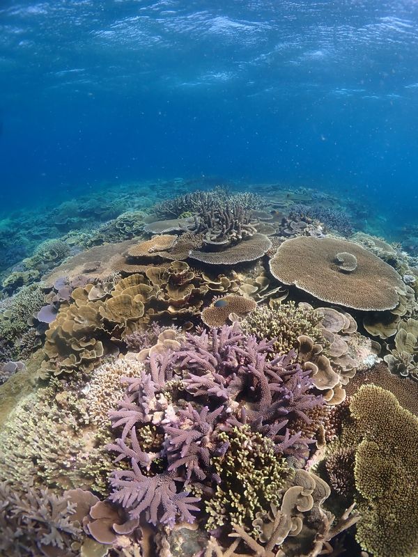 日本・宮古島「宮古島　2回目」の写真：珊瑚🪸は八重干瀬（やびじ）
ウミガメ🐢は...