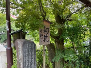 箱根湯本のはつ花でせいろ蕎麦。ここはとろろたっぷりのお蕎麦です。