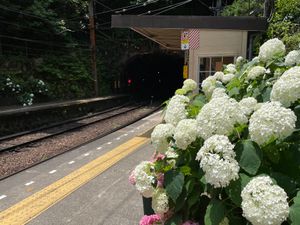 塔ノ沢駅。駅のホームにも紫陽花がいっぱいでした。