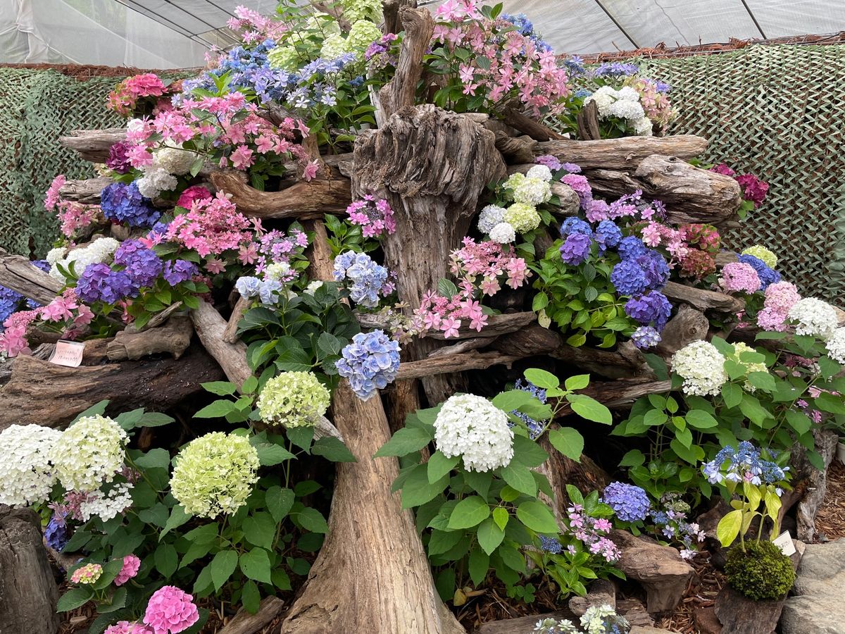 強羅公園で紫陽花を
