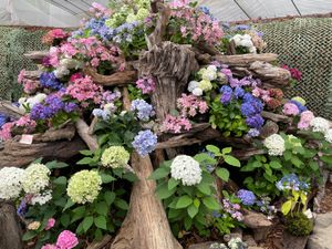 強羅公園で紫陽花を