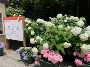 塔ノ沢駅。駅のホームにも紫陽花がいっぱいでした。