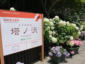 塔ノ沢駅。駅のホームにも紫陽花がいっぱいでした。