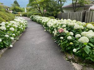 アナベルや薔薇の花も綺麗でした