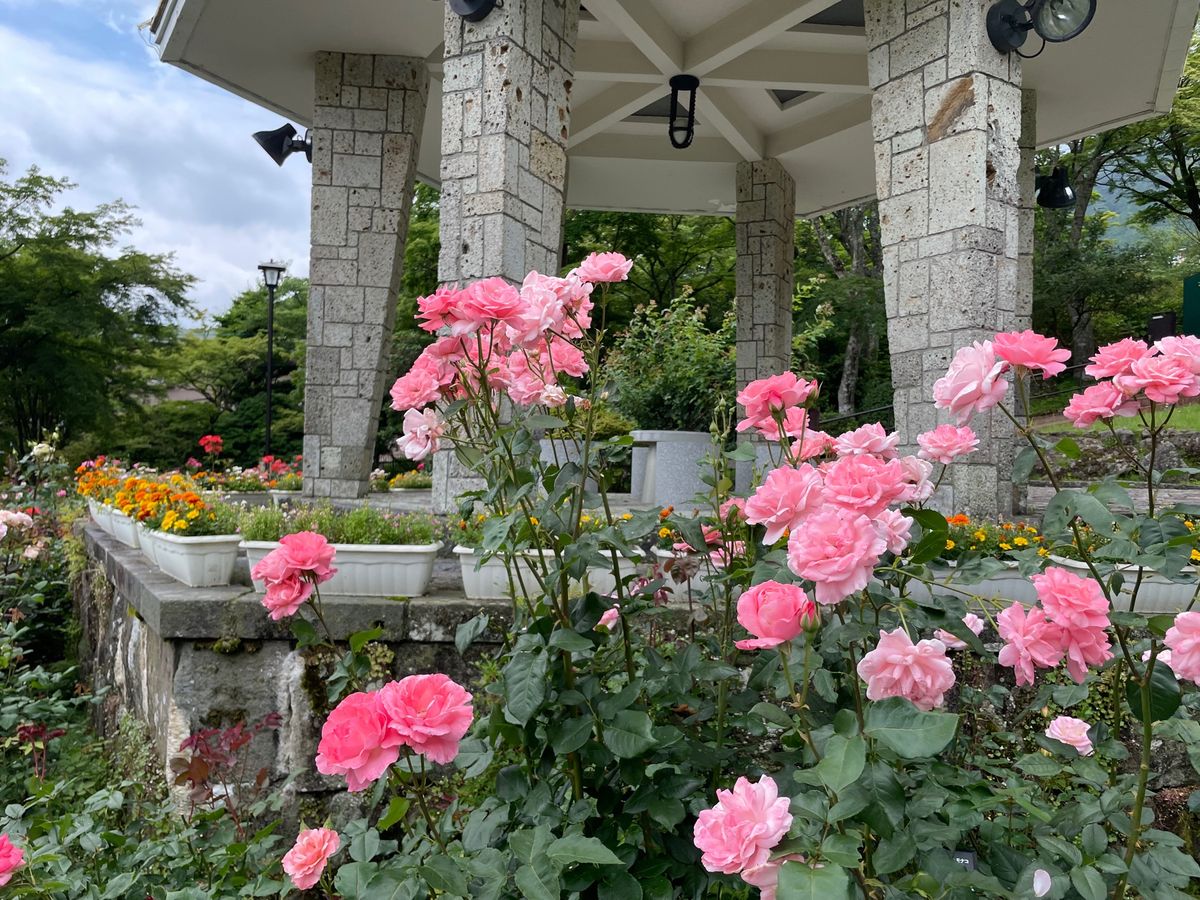 アナベルや薔薇の花も綺麗でした