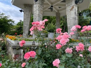 アナベルや薔薇の花も綺麗でした