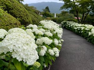 アナベルや薔薇の花も綺麗でした