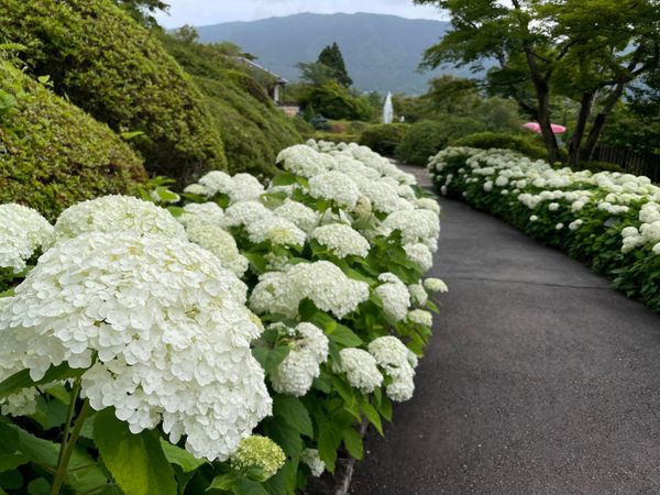 日本・神奈川県「あじさい電車と箱根温泉」の写真：アナベルや薔薇の花も綺麗でした