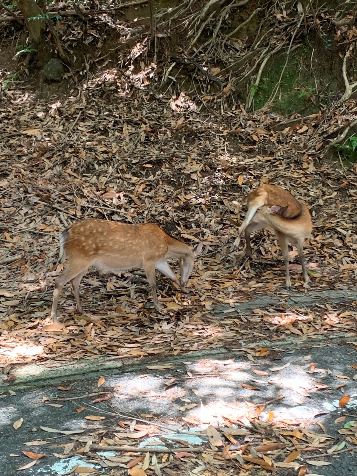 林道で屋久シカとおサルの親子を発見！それにしても林道狭すぎる〜！運転不慣れ...