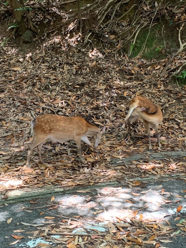 日本・縄文杉、白谷雲水峡、いなか浜「屋久島ひとり旅」の写真：林道で屋久シカとおサルの親子を発見！それ...