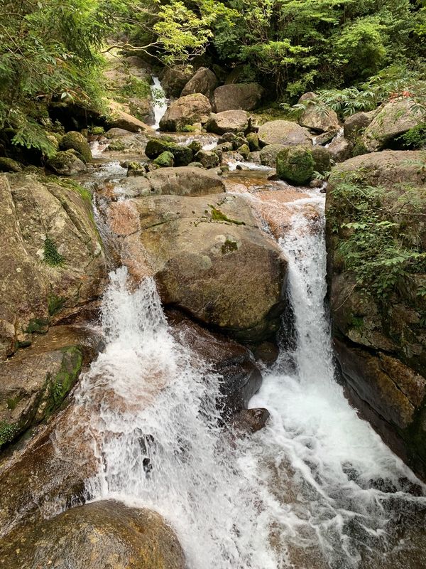 日本・縄文杉、白谷雲水峡、いなか浜「屋久島ひとり旅」の写真：縄文杉までのツライ道のり。川のせせらぎに...