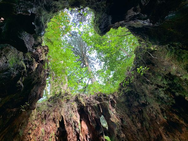 日本・縄文杉、白谷雲水峡、いなか浜「屋久島ひとり旅」の写真：立ち位置によって見え方が変わります！ウィ...