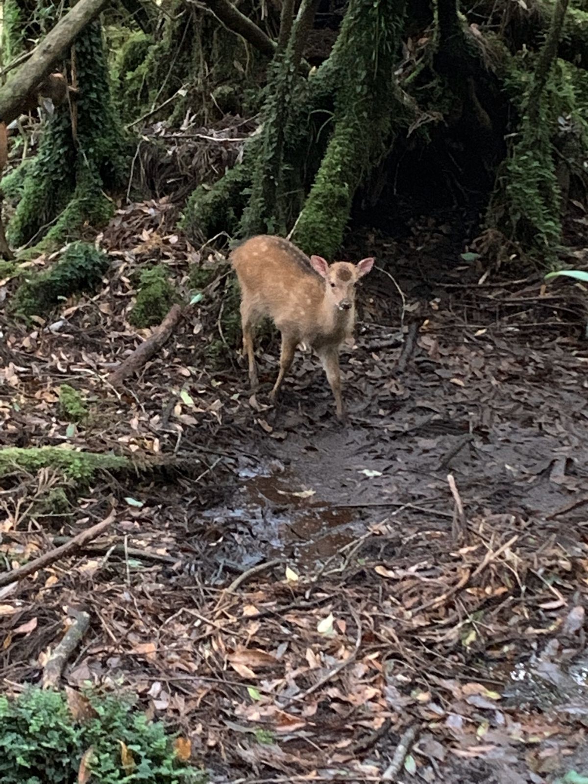 縄文杉へ向かう道中、個体数が激減しているという屋久シカに会えました🦌🦌